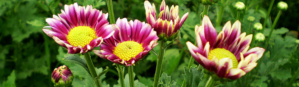 小黑ddos压力测试平台