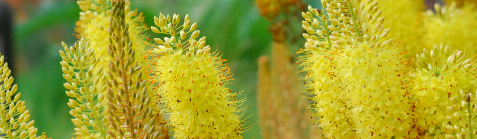 一键状态恢复的DDOS网页端平台